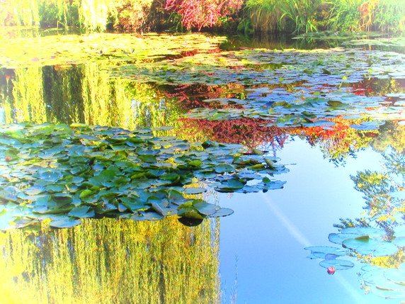 The extraordinary colour to be found in the Waterlily pond.